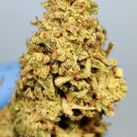 Mephisto Mango Smile growlog timeline photo