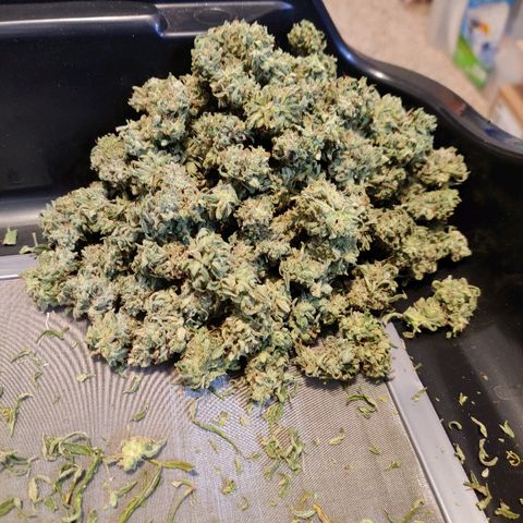 Mephisto Mango Smile growlog timeline photo