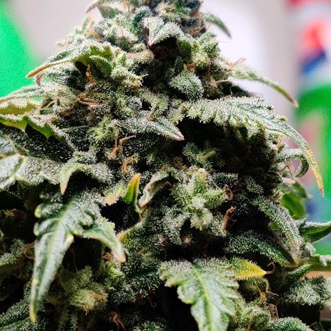 Canuk Critical Mass growlog timeline photo
