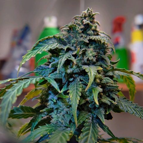 Canuk Critical Mass growlog timeline photo
