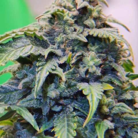 Canuk Critical Mass growlog timeline photo