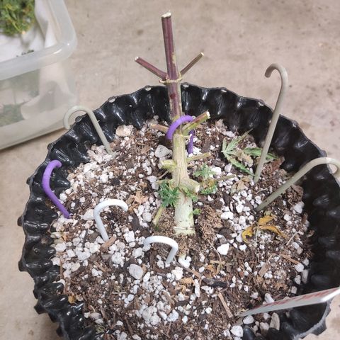 Canuk Critical Mass growlog timeline photo