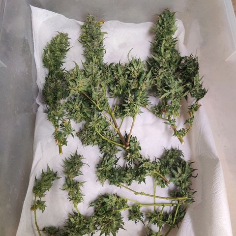 Canuk Critical Mass growlog timeline photo