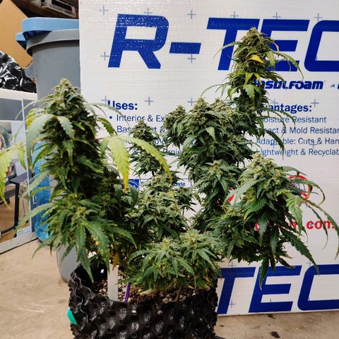 Canuk Critical Mass growlog timeline photo