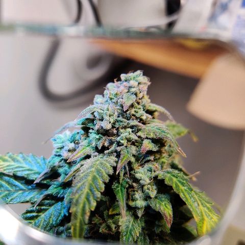 Canuk Critical Mass growlog timeline photo