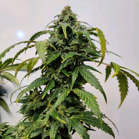 Canuk Critical Mass growlog timeline photo