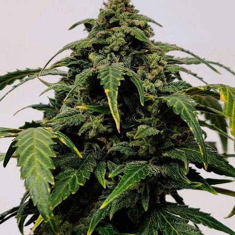 Canuk Critical Mass growlog timeline photo