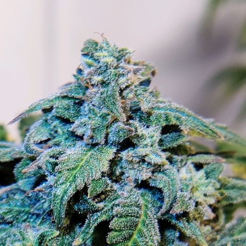 Canuk Critical Mass growlog timeline photo