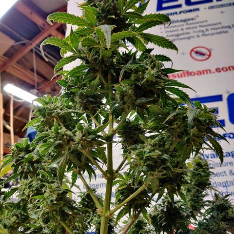 Canuk Critical Mass growlog timeline photo