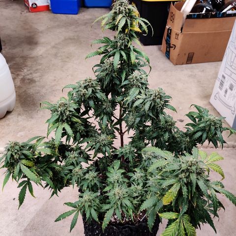 Canuk Critical Mass growlog timeline photo