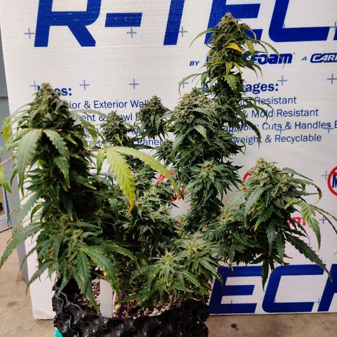 Canuk Critical Mass growlog timeline photo