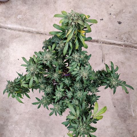 Canuk Critical Mass growlog timeline photo