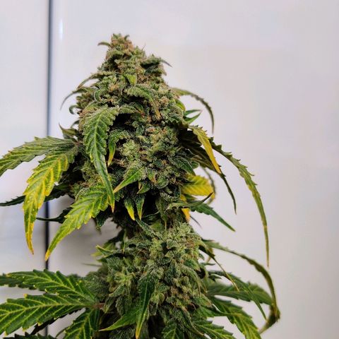 Canuk Critical Mass growlog timeline photo