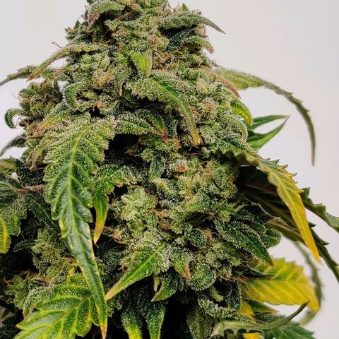 Canuk Critical Mass growlog timeline photo