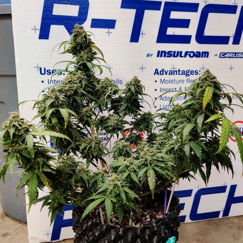 Canuk Critical Mass growlog timeline photo
