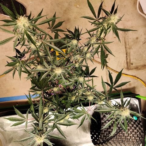 Mephisto FSx4BOG growlog timeline photo