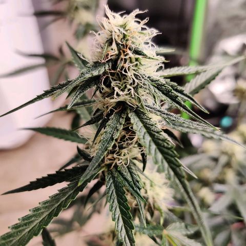 Mephisto FSx4BOG growlog timeline photo