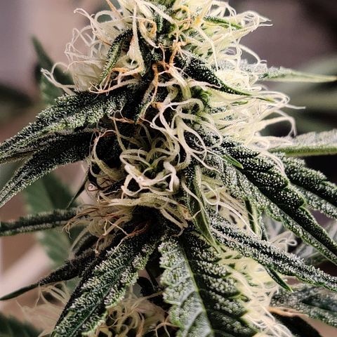 Mephisto FSx4BOG growlog timeline photo