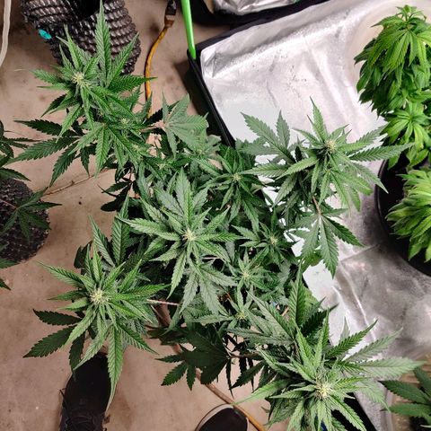 Canuk GG#4 growlog timeline photo