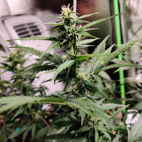 Canuk GG#4 growlog timeline photo