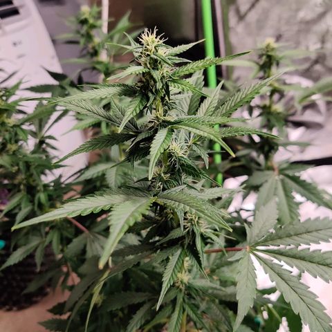 Canuk GG#4 growlog timeline photo