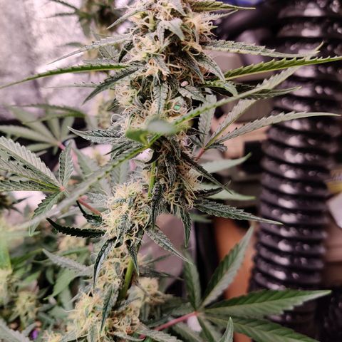 Mephisto FSx4BOG growlog timeline photo
