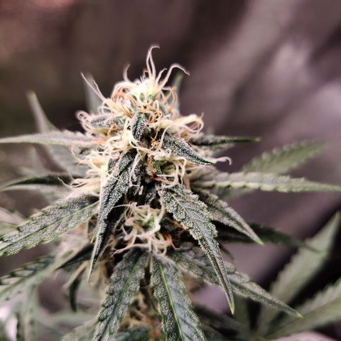 Mephisto FSx4BOG growlog timeline photo