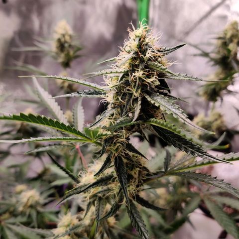 Mephisto FSx4BOG growlog timeline photo