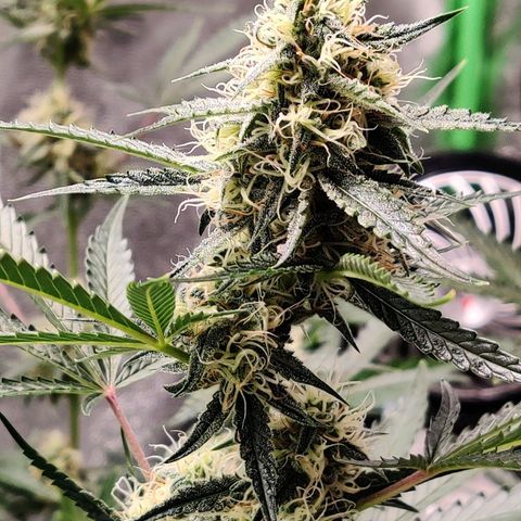Mephisto FSx4BOG growlog timeline photo