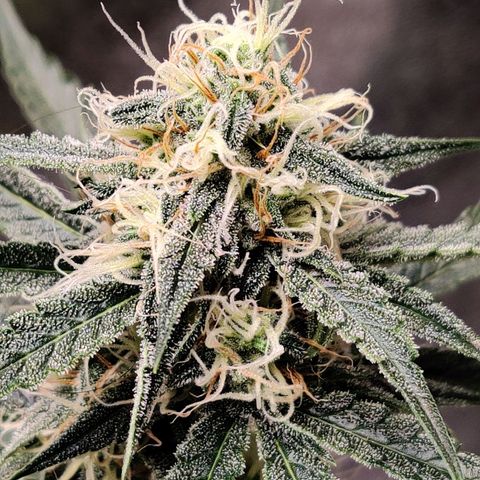 Mephisto FSx4BOG growlog timeline photo
