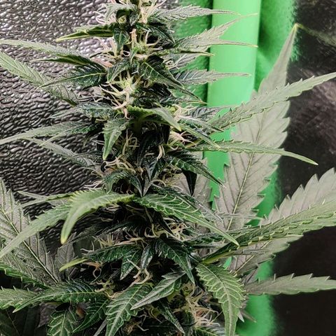 Canuk GG#4 growlog timeline photo
