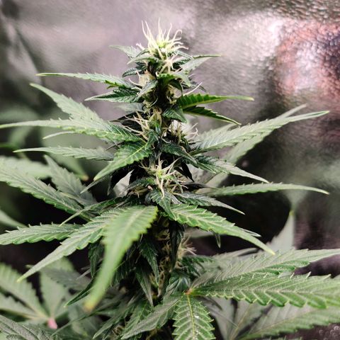 Canuk GG#4 growlog timeline photo