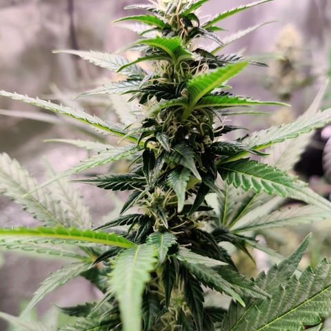 Canuk GG#4 growlog timeline photo