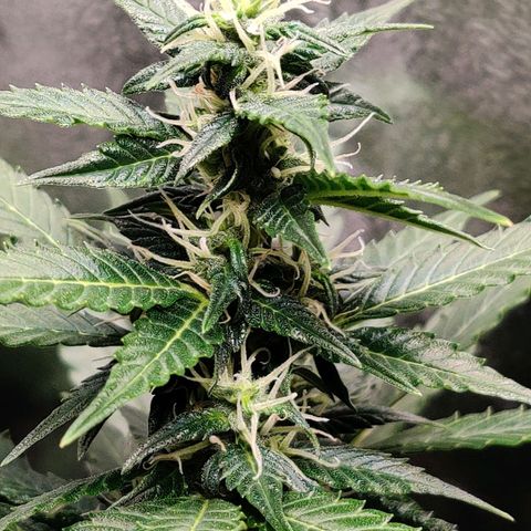 Canuk GG#4 growlog timeline photo