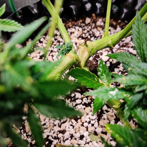Canuk GG#4 growlog photo: Noticed stalk split after treatment. Used training wire to repair as well as I could.
