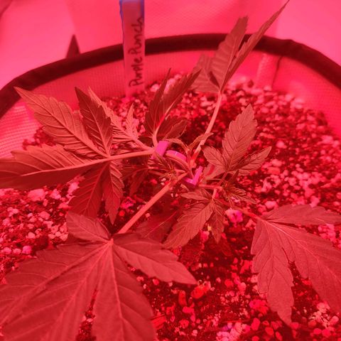 Barney's Purple Punch growlog timeline photo