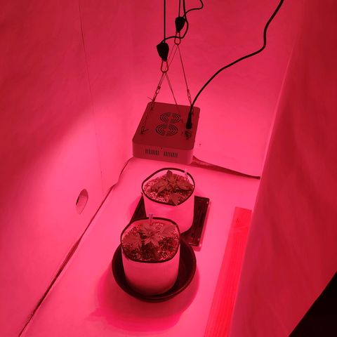 Barney's Purple Punch growlog timeline photo