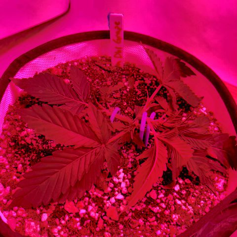 Meph Double Grape growlog timeline photo