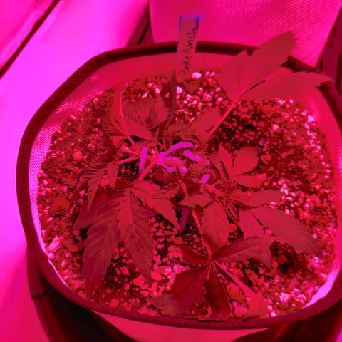 Barney's Purple Punch growlog timeline photo