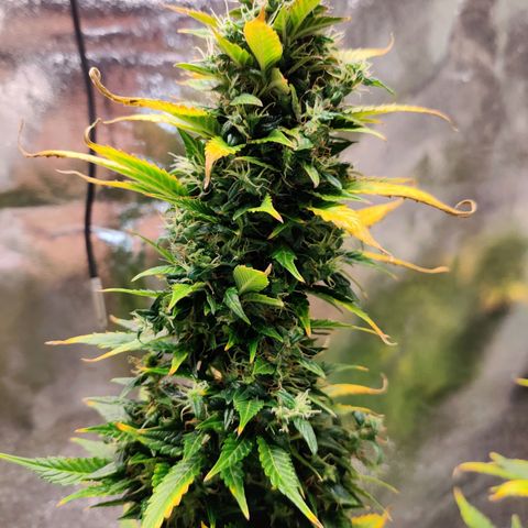 Canuk GG#4 growlog timeline photo