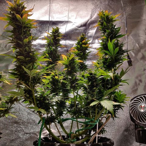 Canuk GG#4 growlog timeline photo