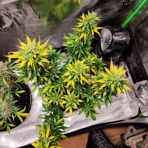 Canuk GG#4 growlog timeline photo