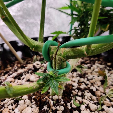 Canuk GG#4 growlog timeline photo