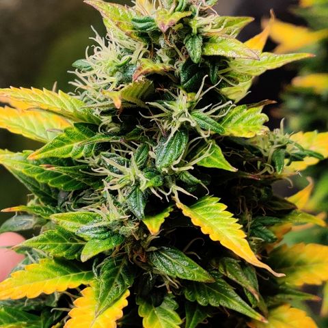 Canuk GG#4 growlog timeline photo