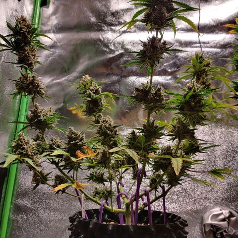 Mephisto FSx4BOG growlog timeline photo