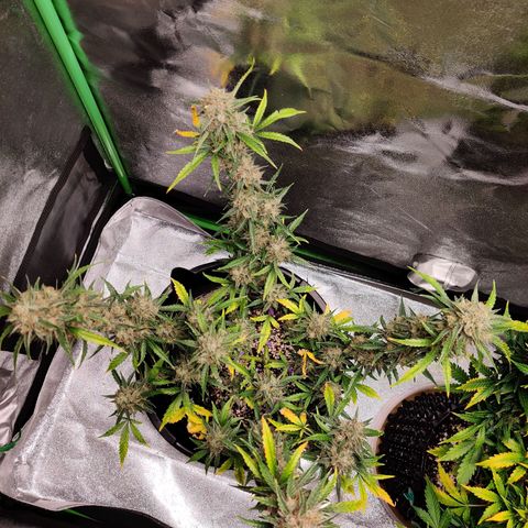 Mephisto FSx4BOG growlog timeline photo