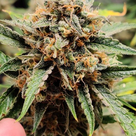 Mephisto FSx4BOG growlog timeline photo