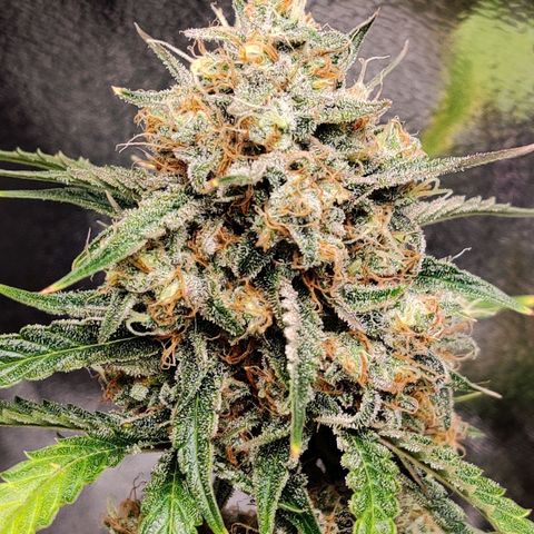 Mephisto FSx4BOG growlog timeline photo