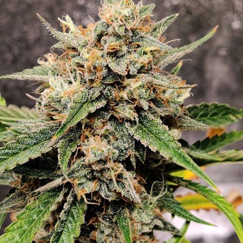 Mephisto FSx4BOG growlog timeline photo