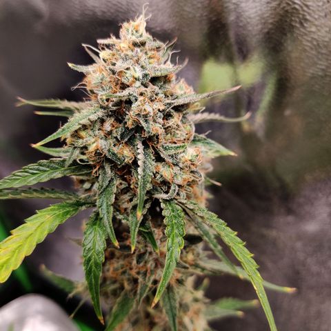 Mephisto FSx4BOG growlog timeline photo